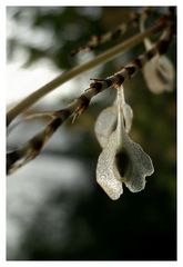 Herbst : Eisblüten