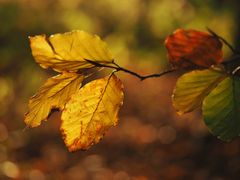 Herbst "en detail"