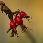 Herbst en miniature