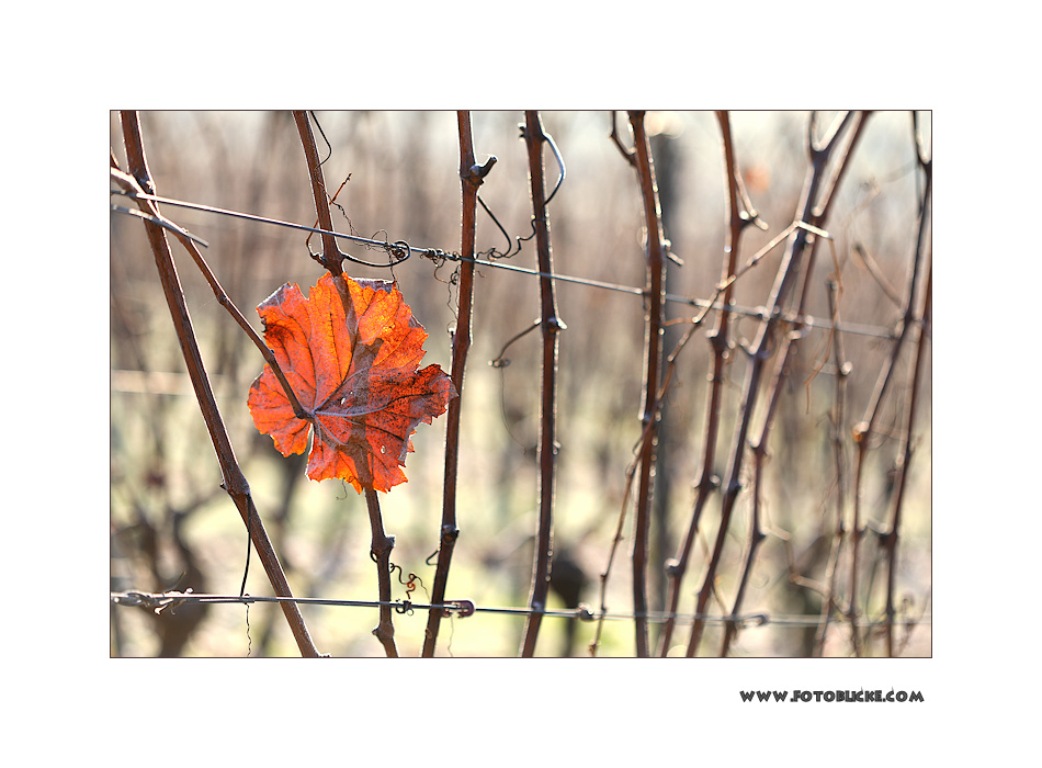 Herbst Ende #1