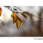 Herbst Ende #2