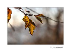 Herbst Ende #2