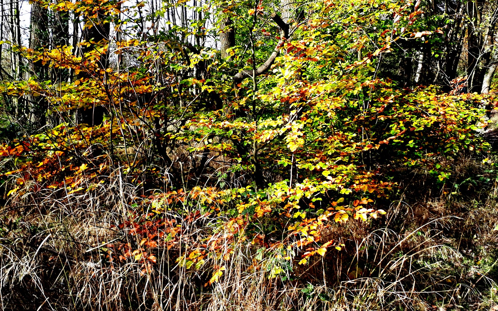 Herbst Ende Oktober