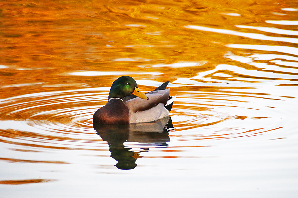 "Herbst-Ente"