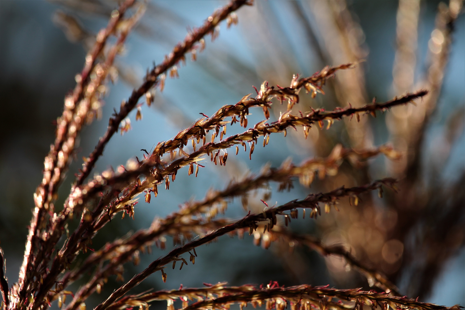 Herbst Erinnerung - autumn reminder