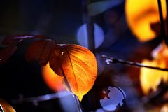 Herbst Erinnerung - autumn reminder
