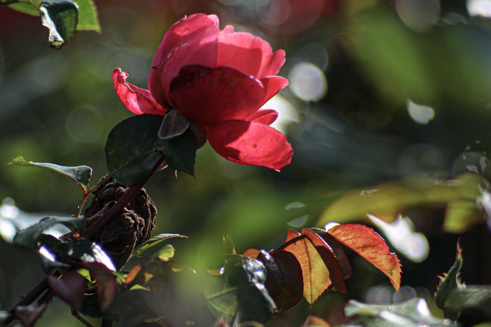 Herbst-Erinnerung ...