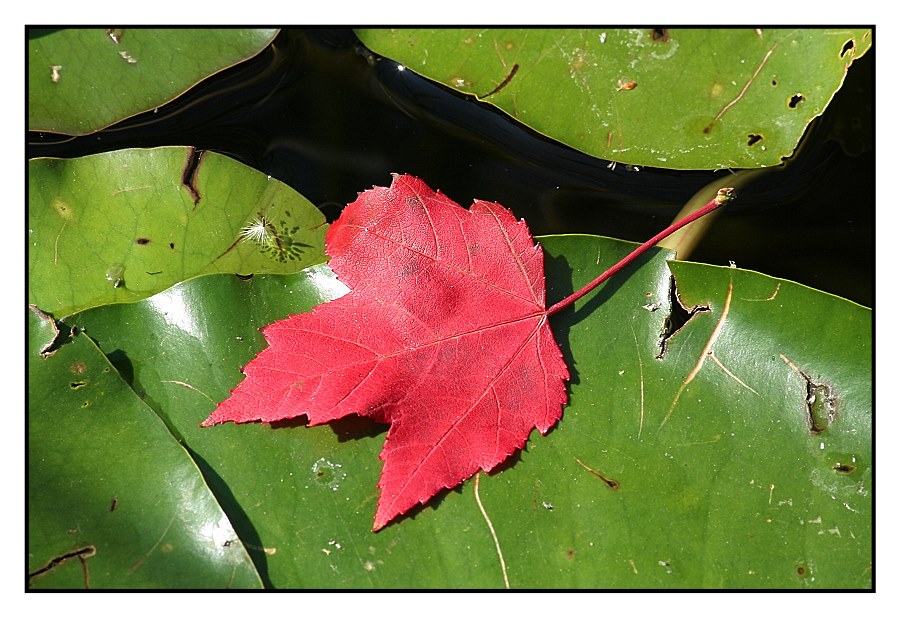 Herbst Erinnerungen