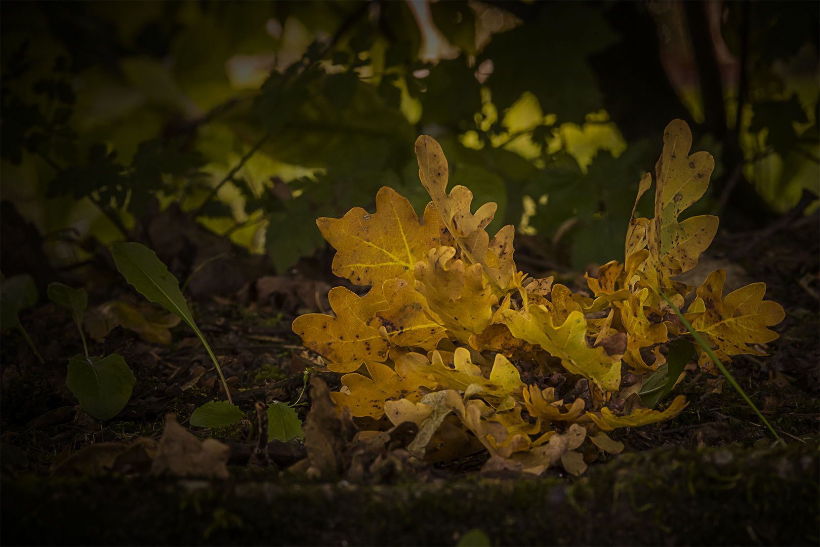 Herbst-Erleuchtung