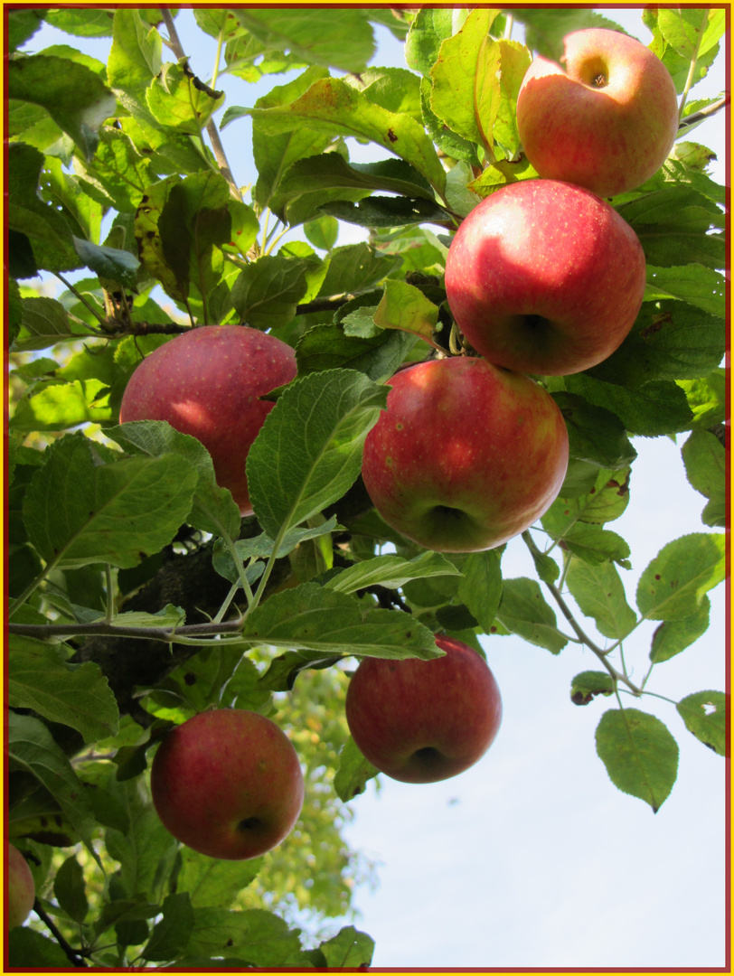 Herbst - Erntezeit