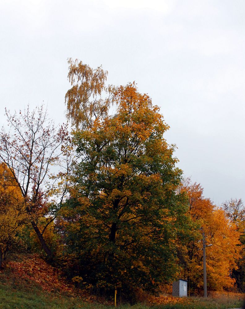 Herbst erobert die Natur