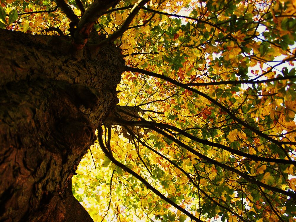 Herbst erwachen by Nils Klinkau 