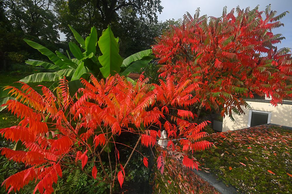 Herbst Essigbäume Foto & Bild spezial, rot, bäume Bilder auf