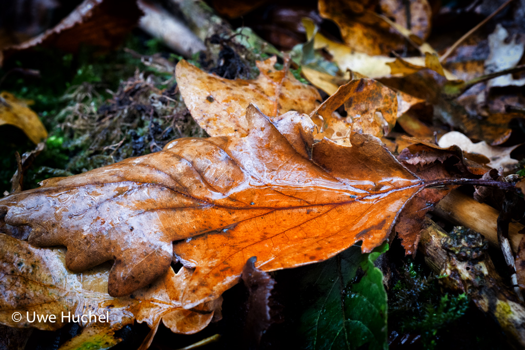 Herbst