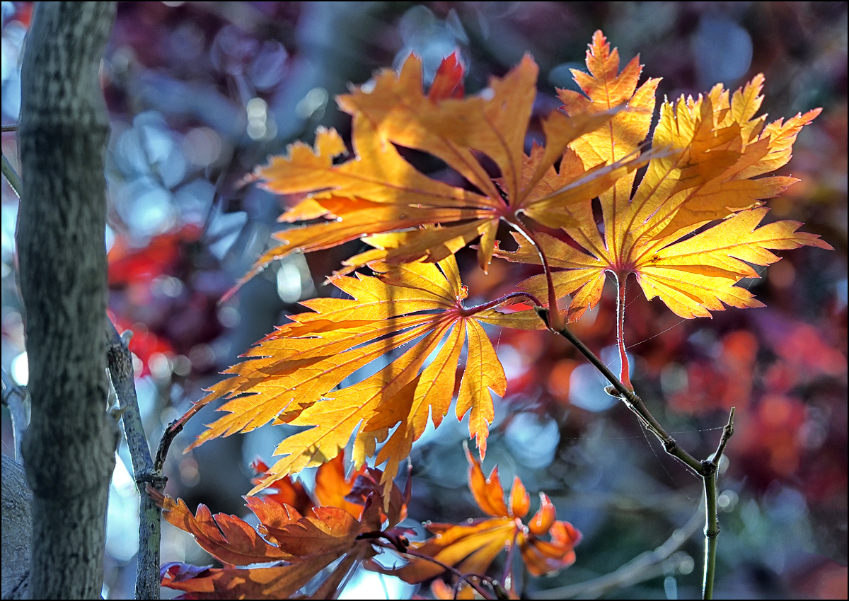 Herbst