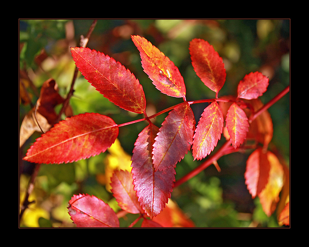 herbst