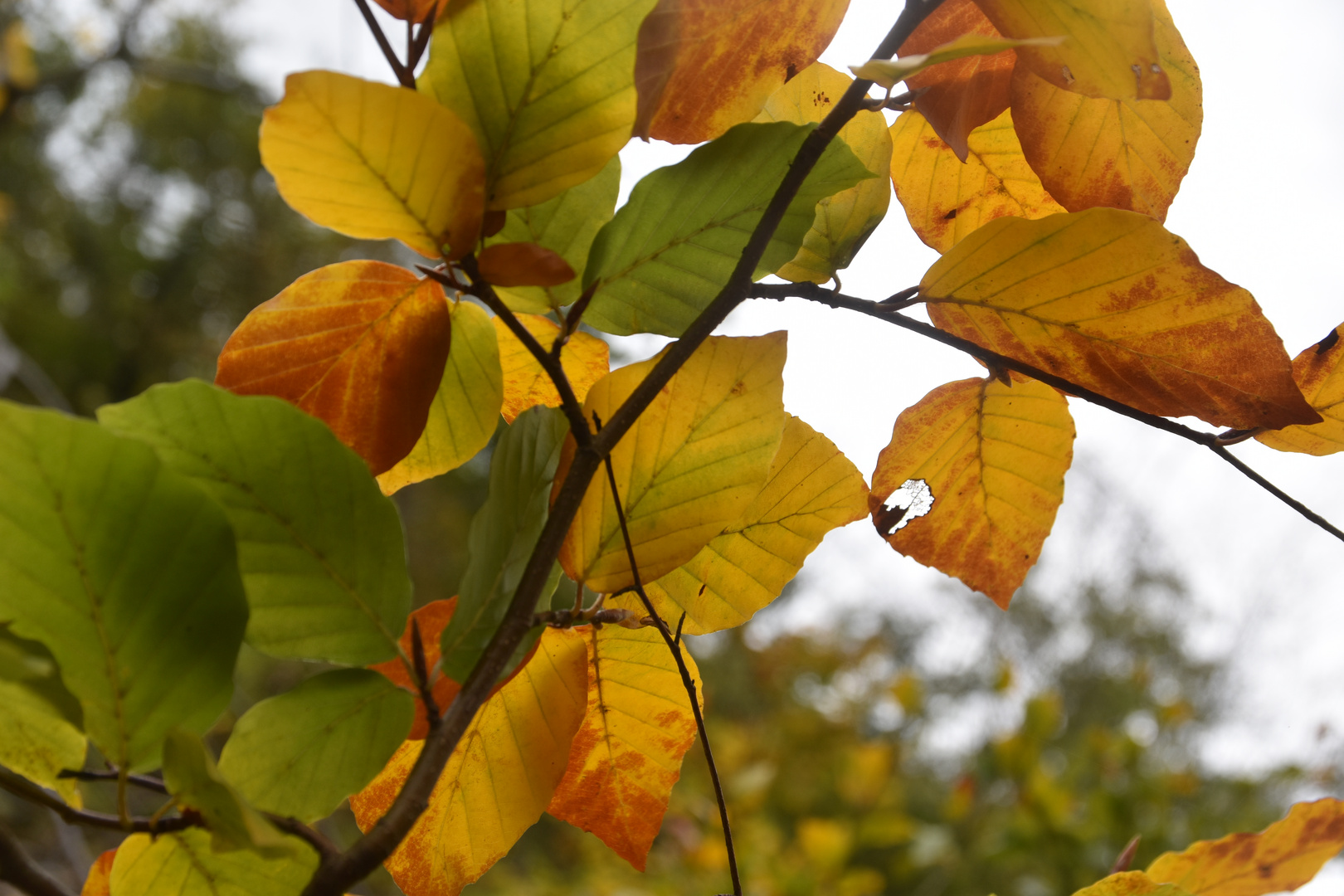 Herbst