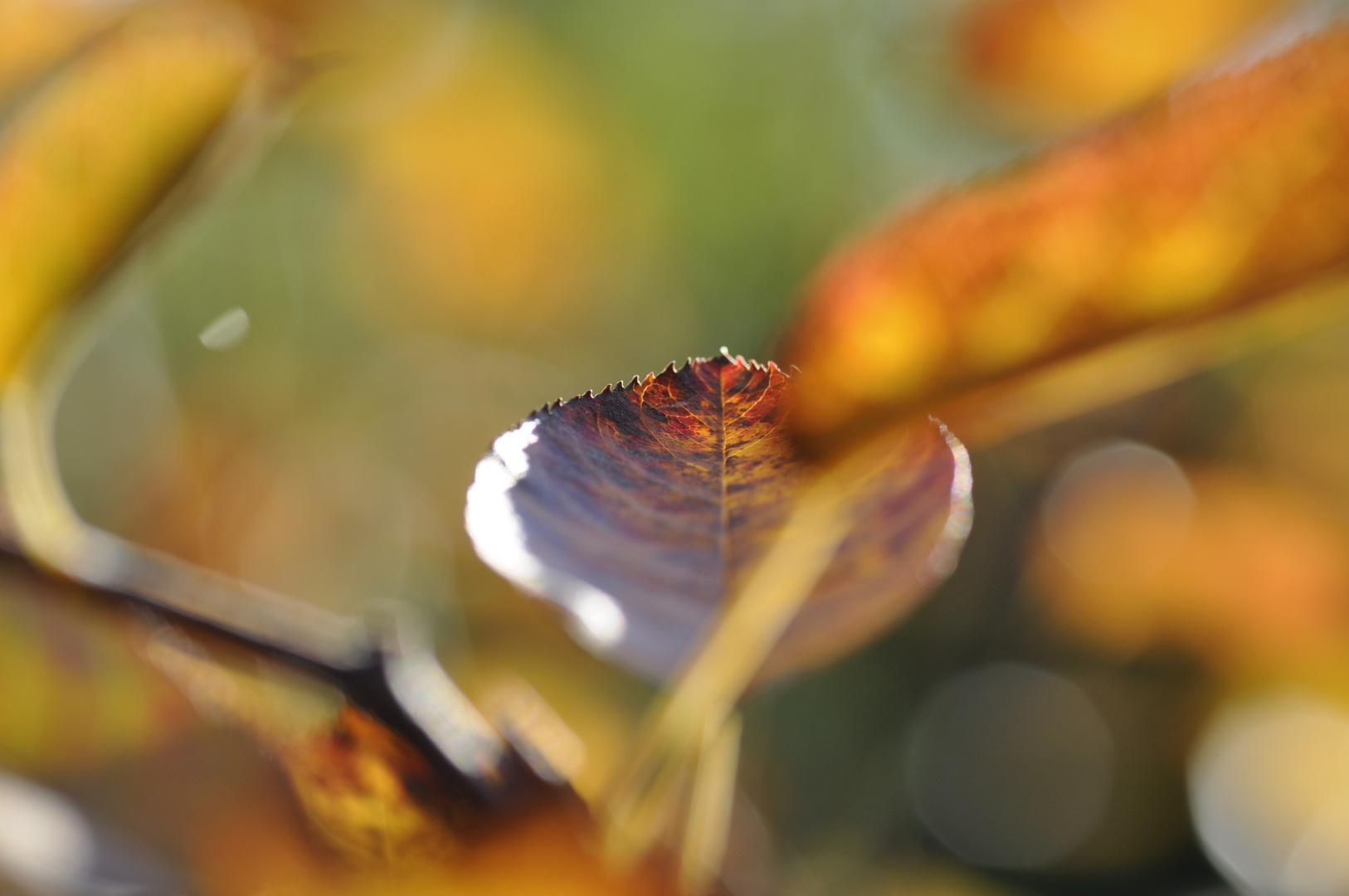 Herbst