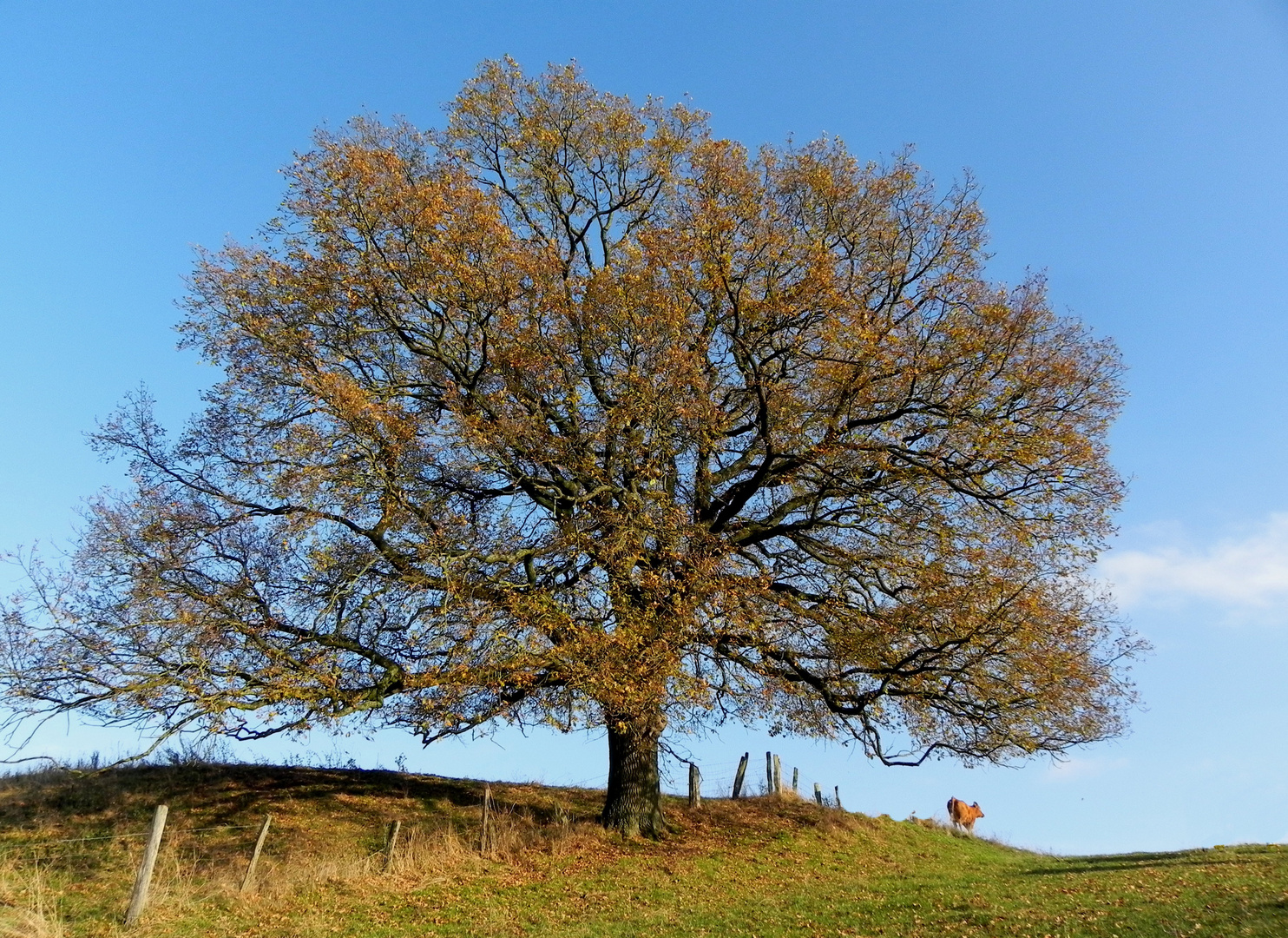 Herbst