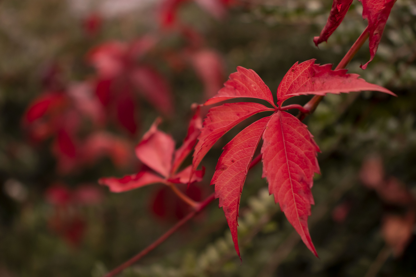 Herbst