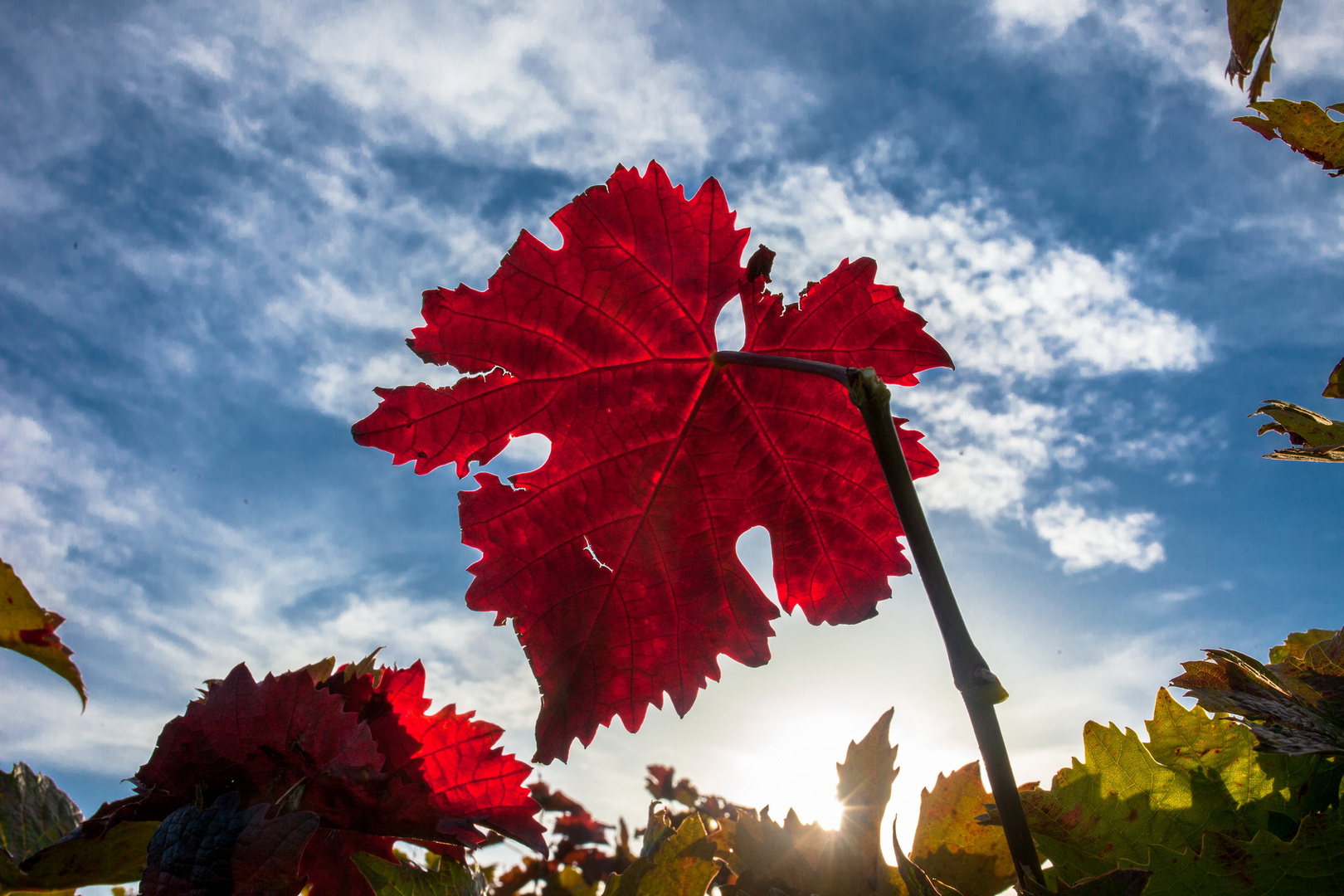 Herbst