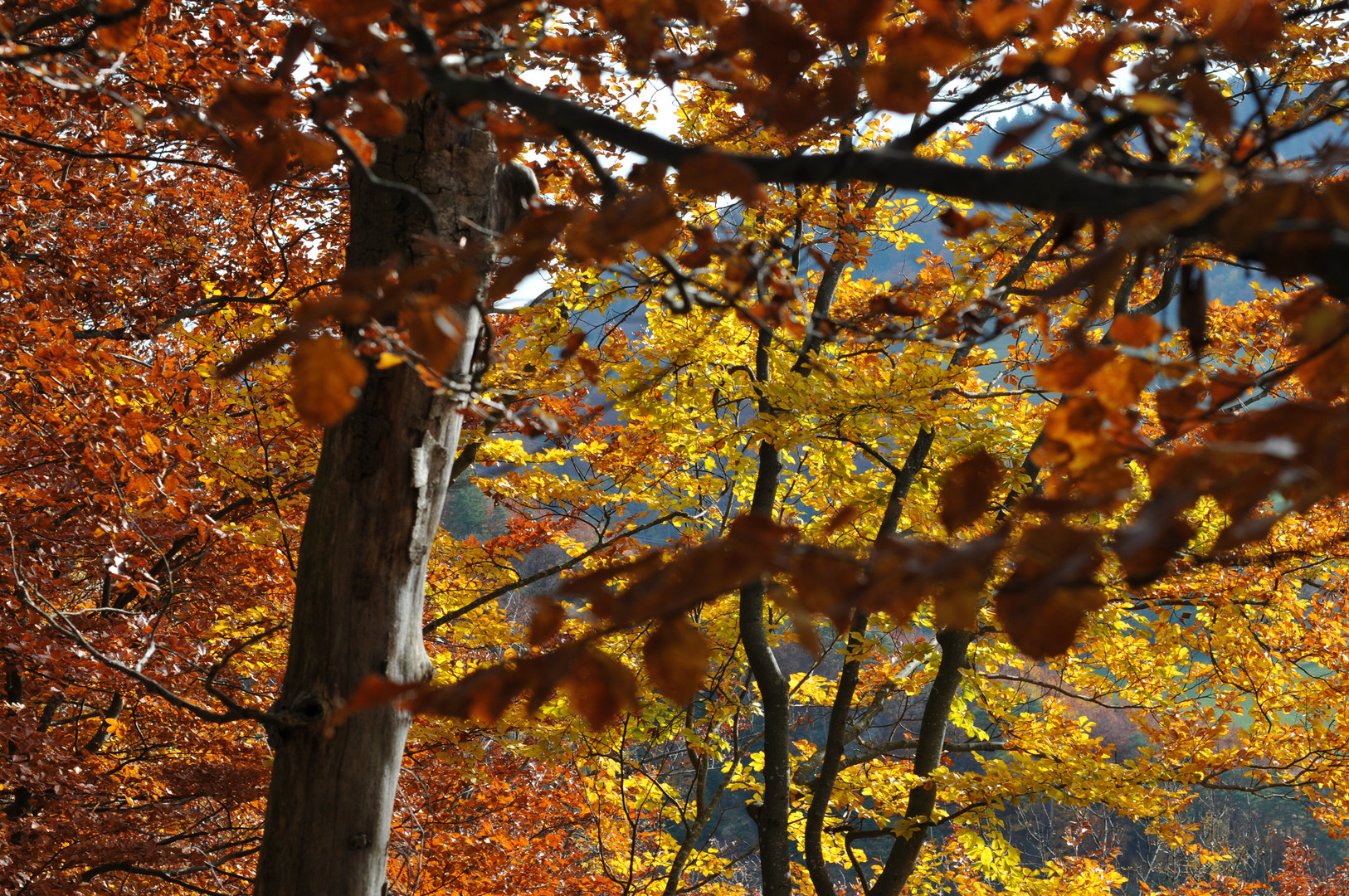 Herbst