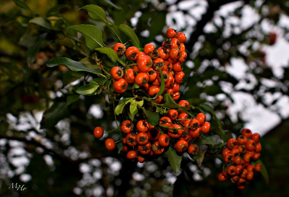 Herbst