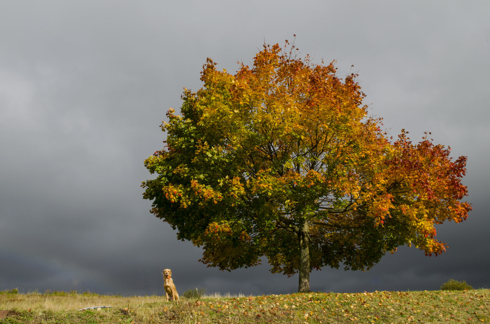 Herbst