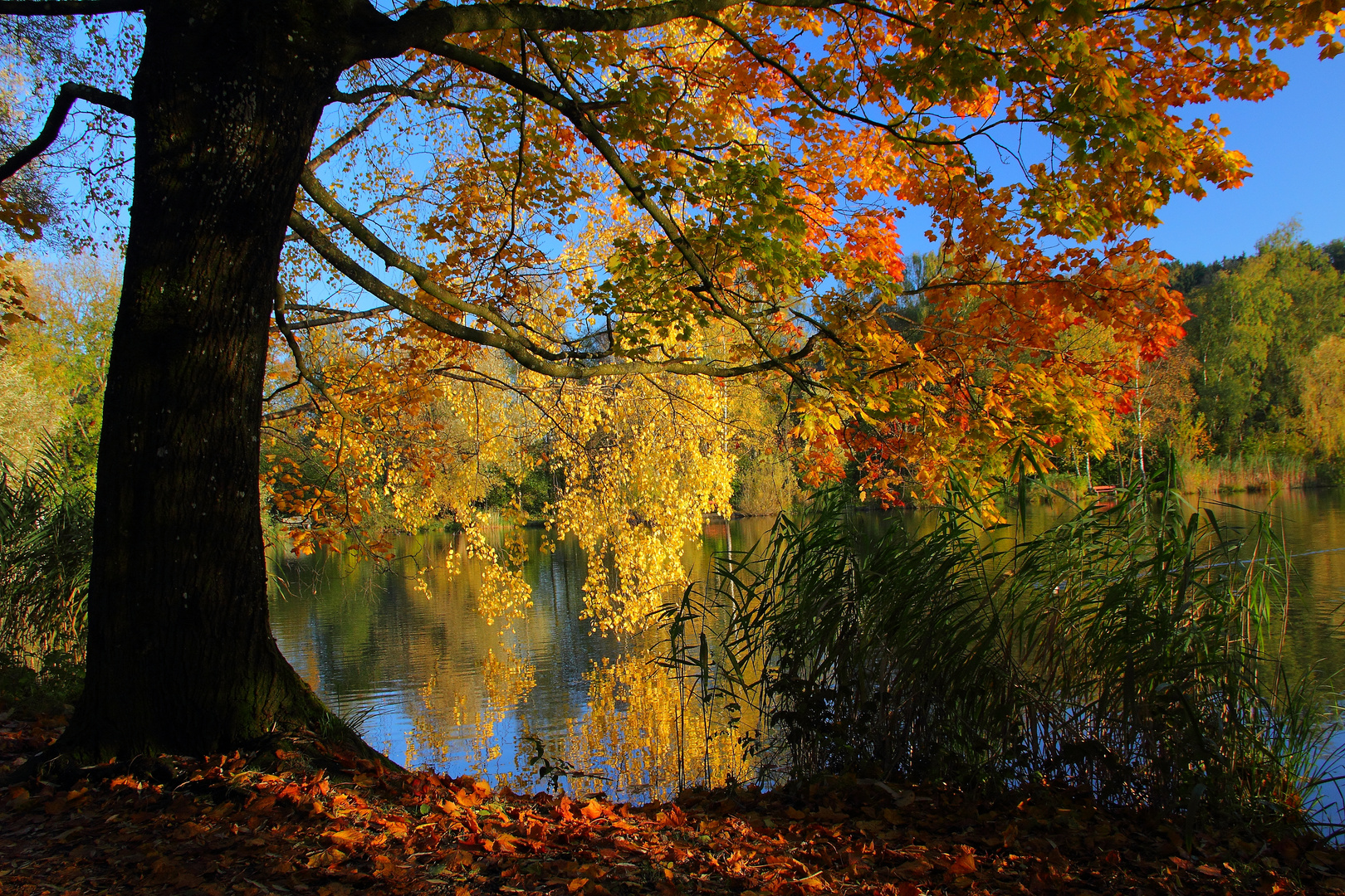 Herbst Foto & Bild | landschaft, herbst, farben Bilder auf fotocommunity