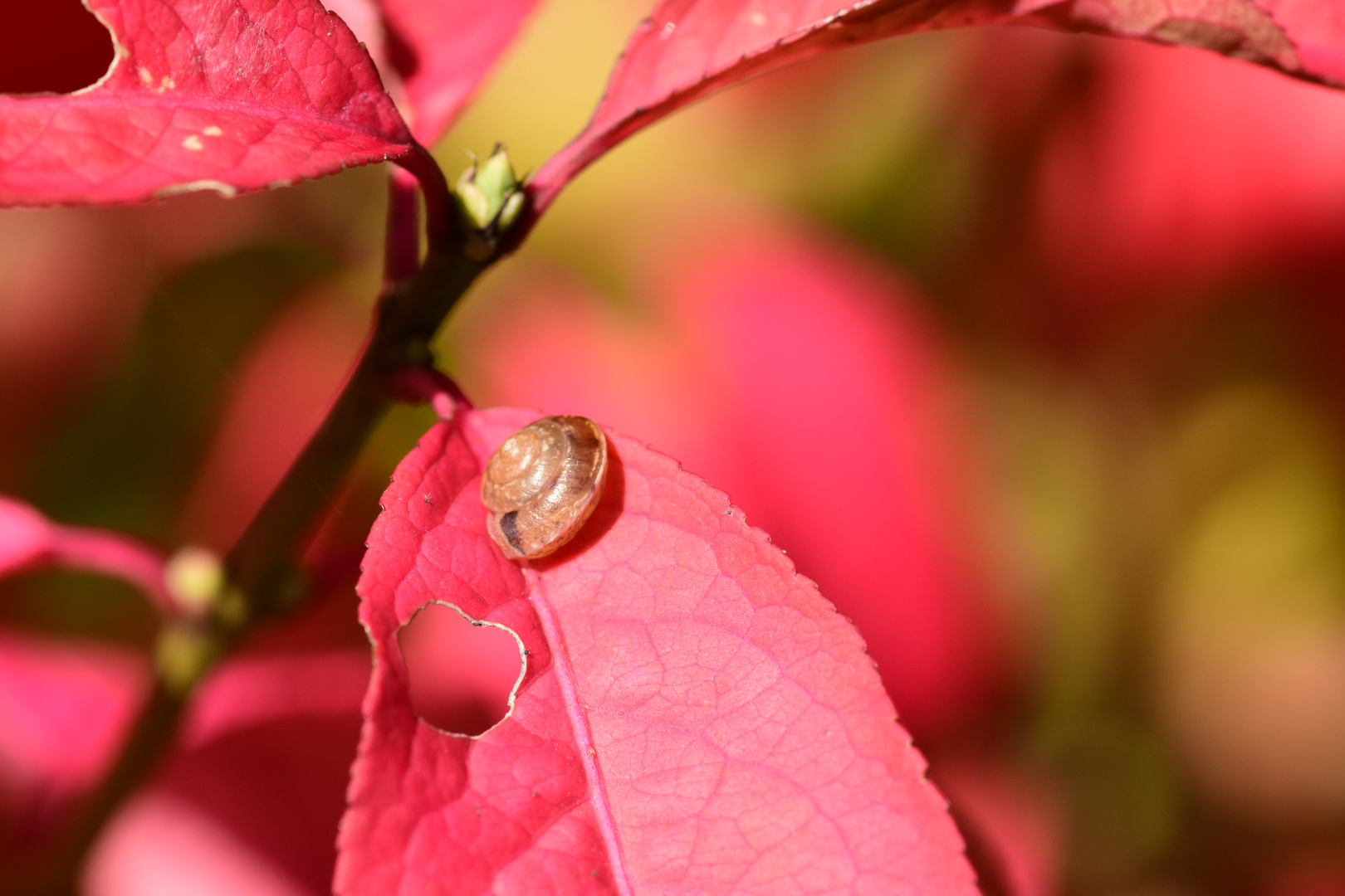 Herbst