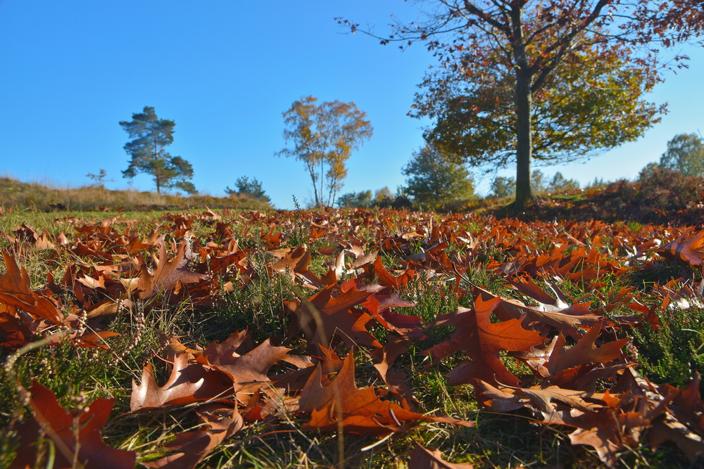 Herbst