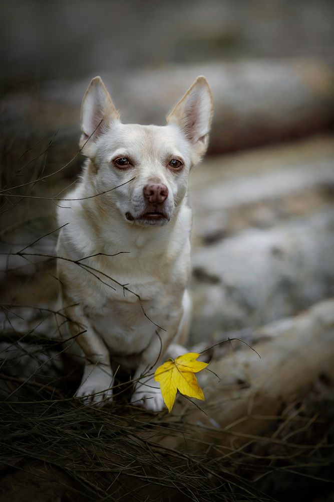 ... Herbst ...