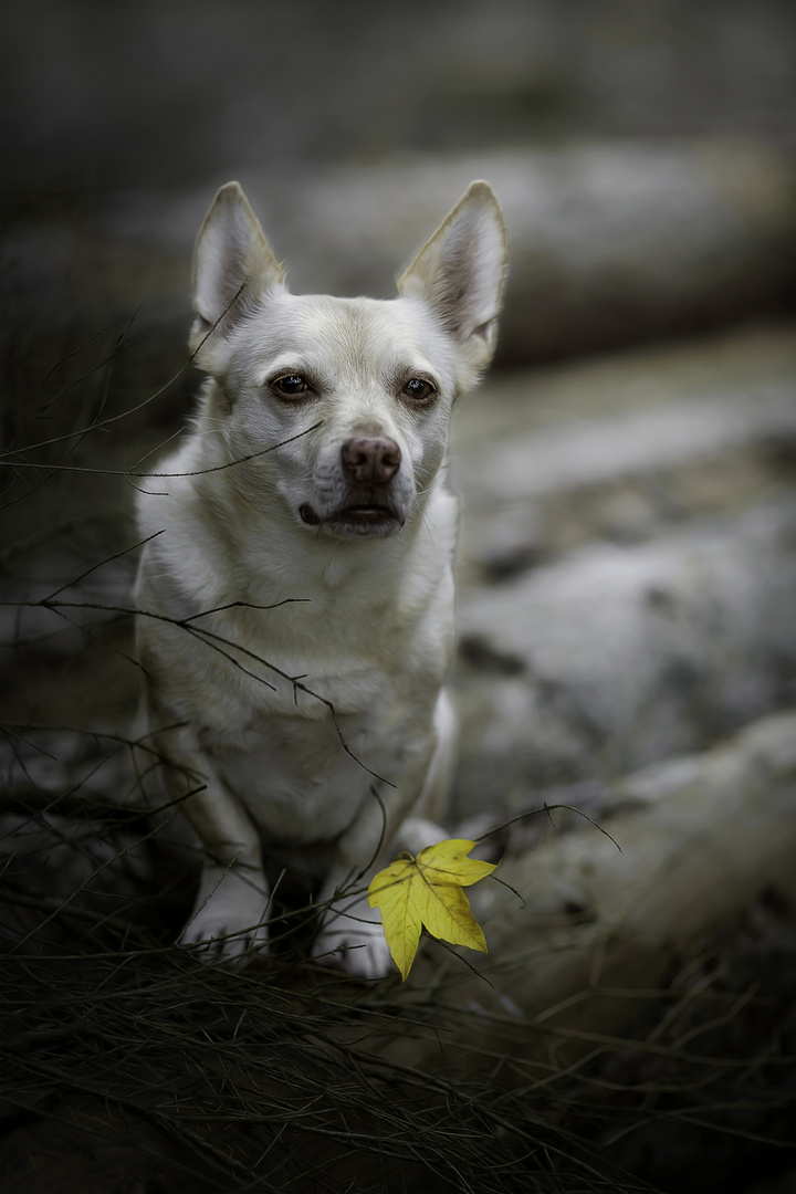 ... Herbst ...