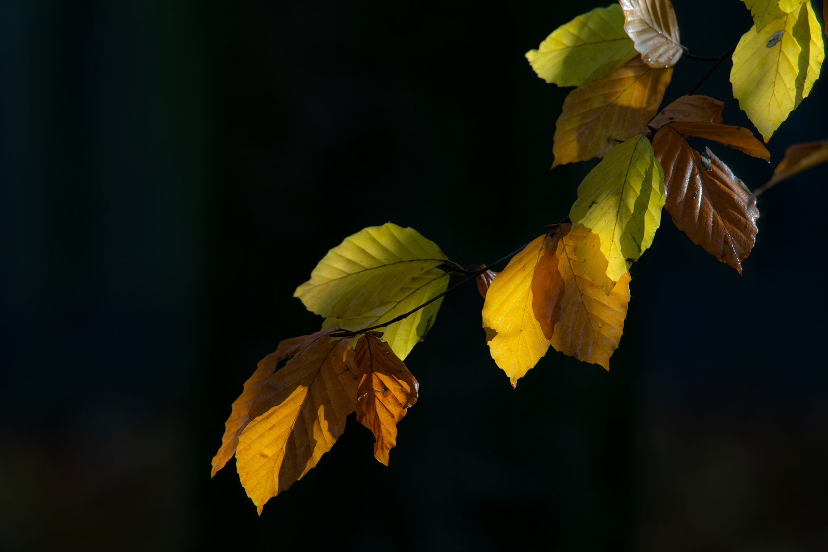 Herbst