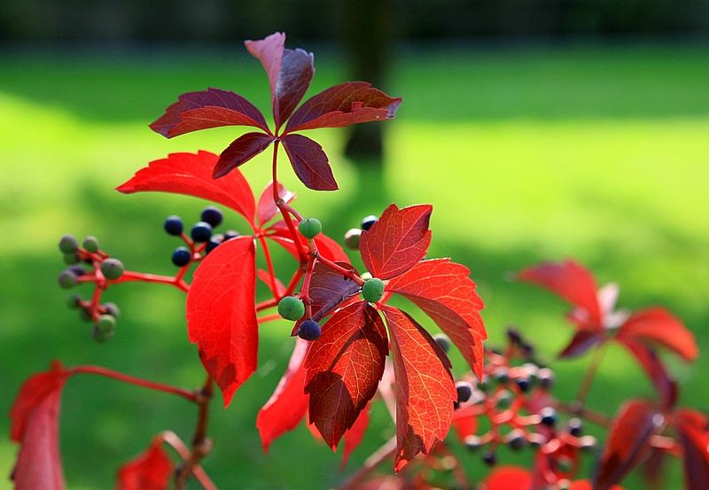 Herbst