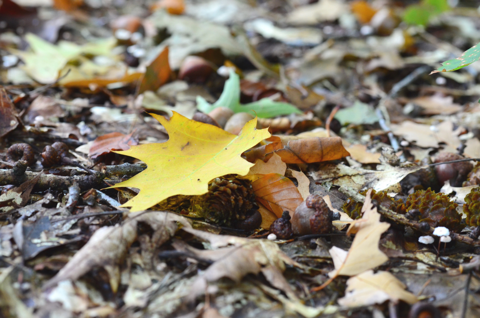 Herbst