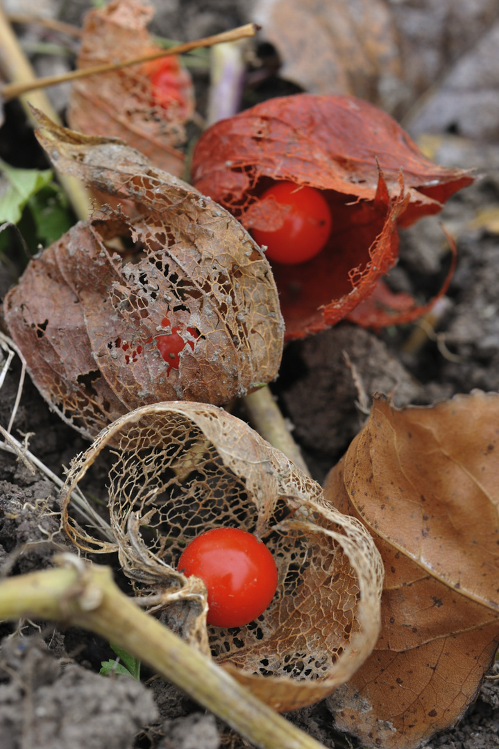 Herbst