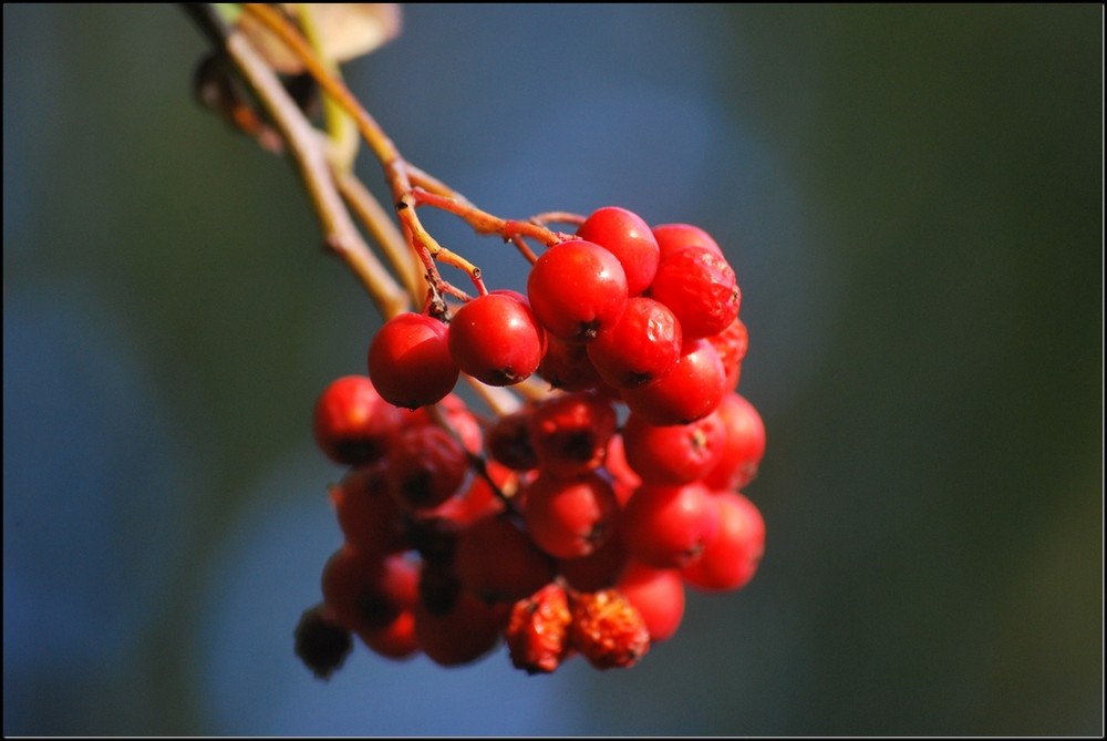 Herbst