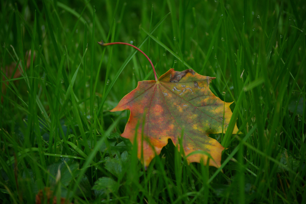 Herbst