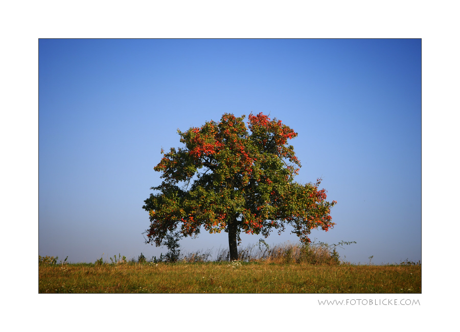 Herbst Färbung