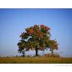 Herbst Färbung