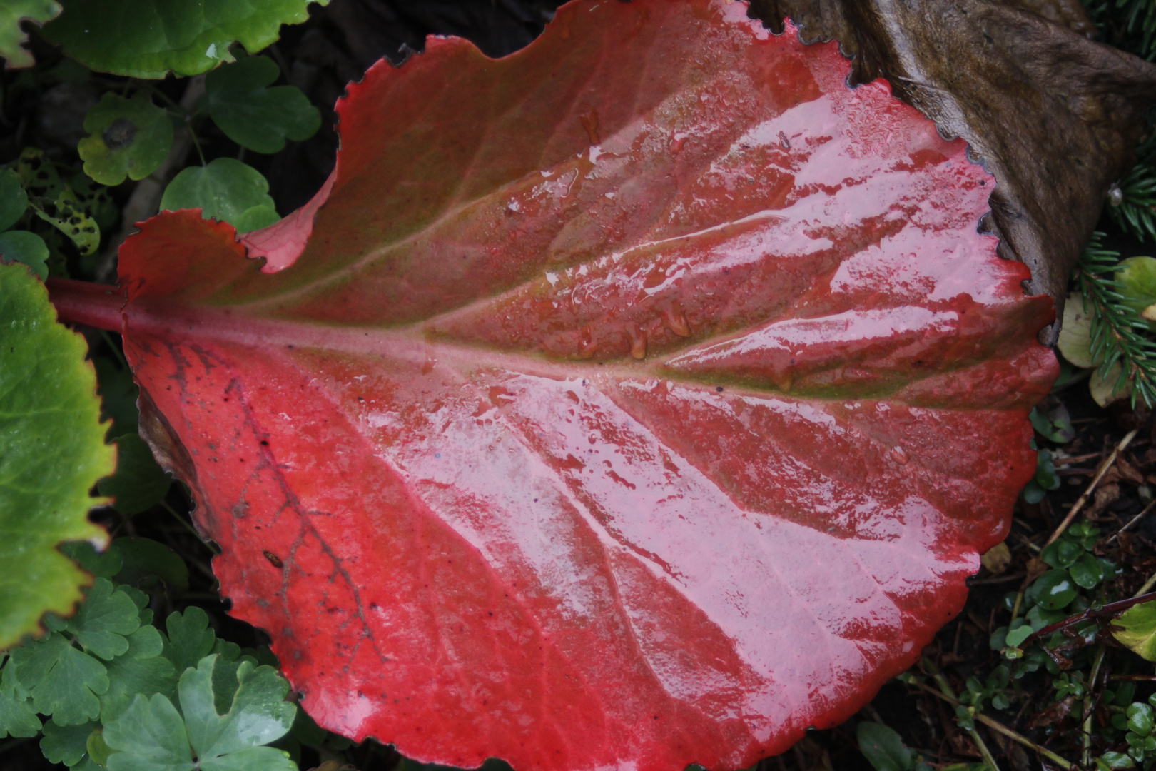 Herbst färbung