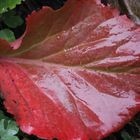 Herbst färbung