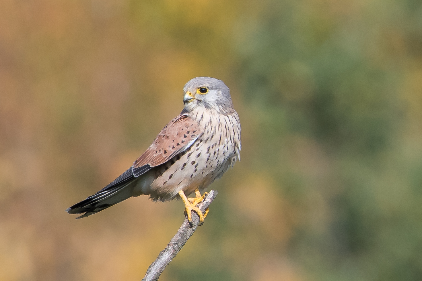 Herbst-Falke