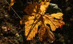 HERBST FARBE ORANGE
