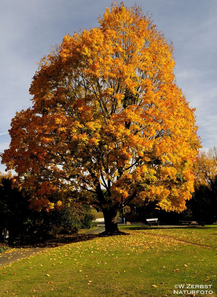 - Herbst - Farben 1 -