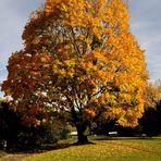 - Herbst - Farben 1 -