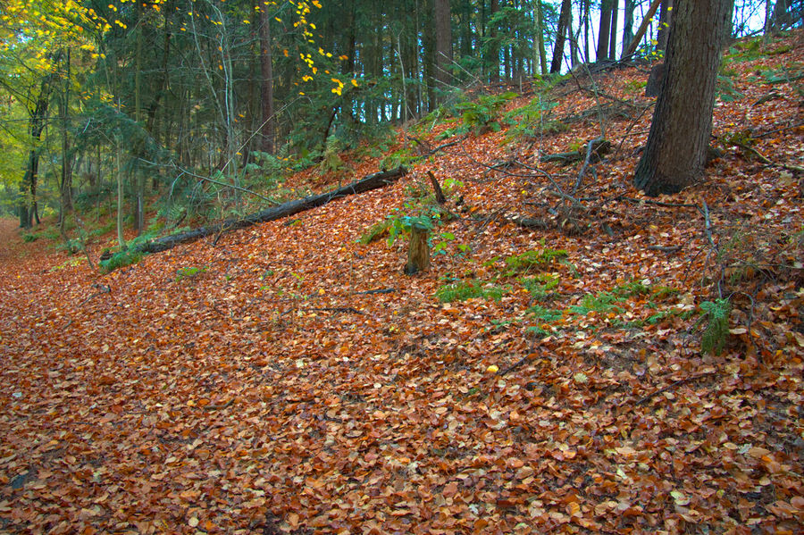 Herbst Farben 2