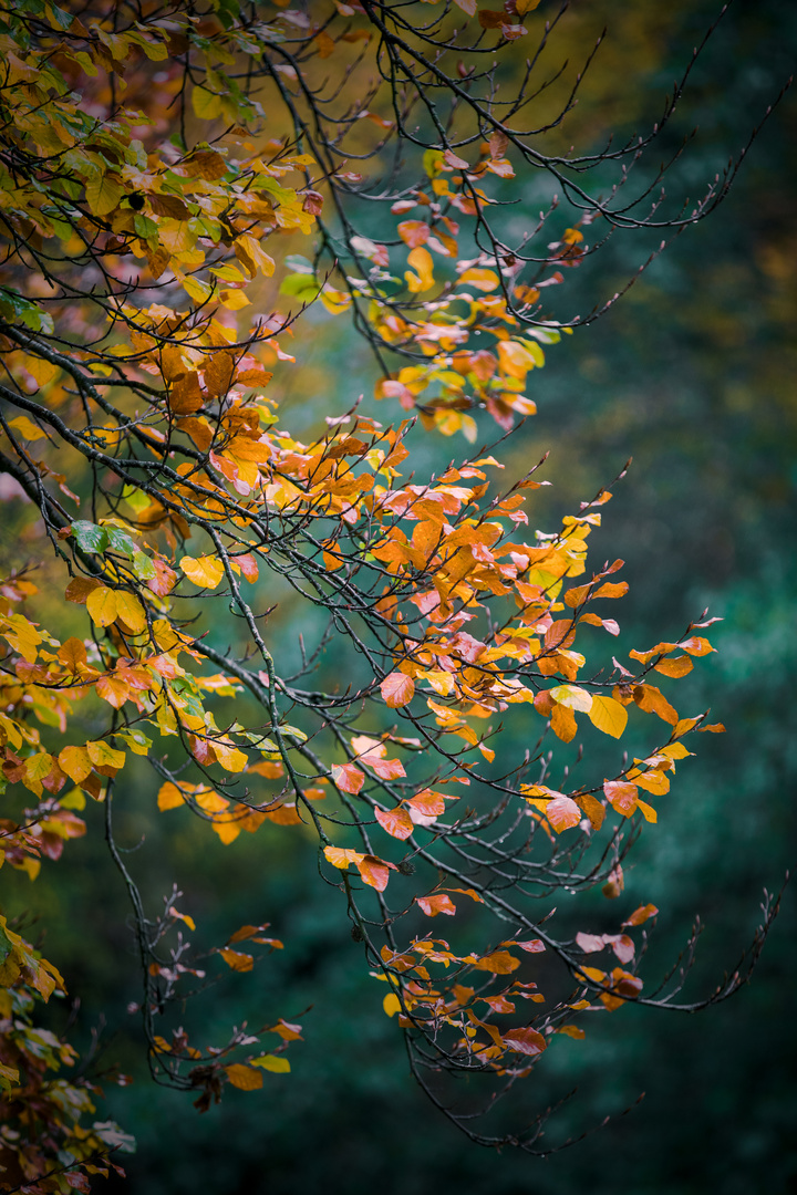 Herbst Farben