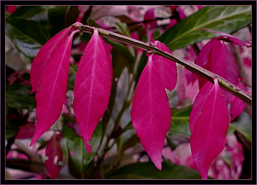 Herbst Farben 